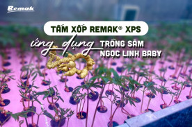 Mô hình trồng thủy canh nhân sâm Ngọc Linh baby với giá đỡ làm từ Remak® XPS